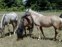 Lady, Sola, April