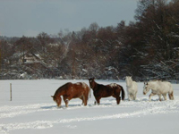 Unsere Weide